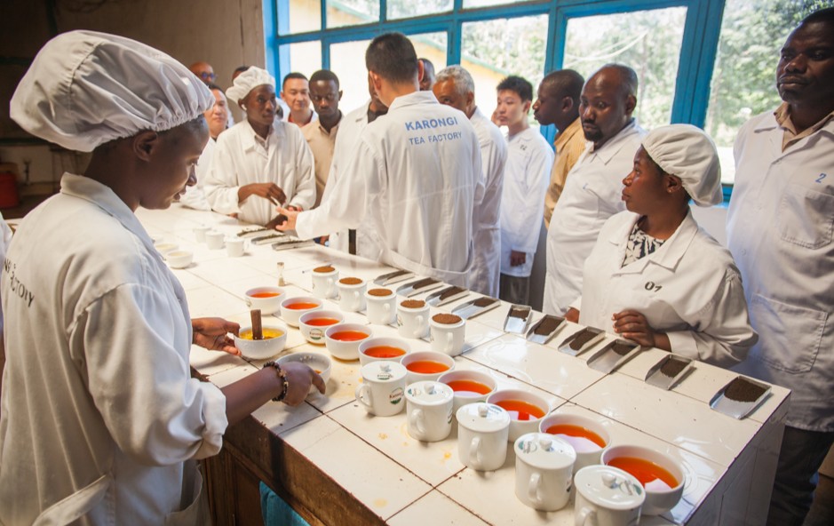Izuba Tea is an organic tea producer & factory in Karongi, Rwanda at 2,400m. EU organic standards, zero-residue testing, 53,000m² facility, exporting to 20+ countries.